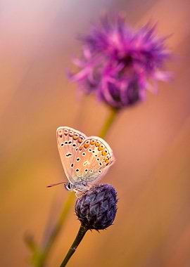 Butterfly on Thistle Flower