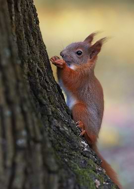 Squirrel on Tree Trunk Eating