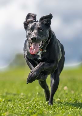 Energetic Black Dog Running in Field