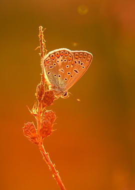 Butterfly on a Stem in Golden Light