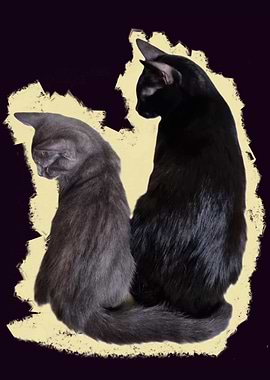 Two Cats Together