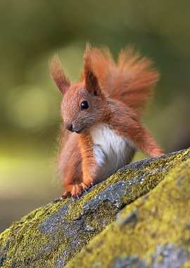 Red Squirrel on Mossy Branch