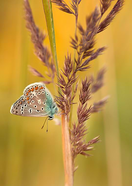Butterfly on Grass