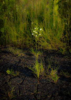 Wildflowers and Grass on Cracked Ground