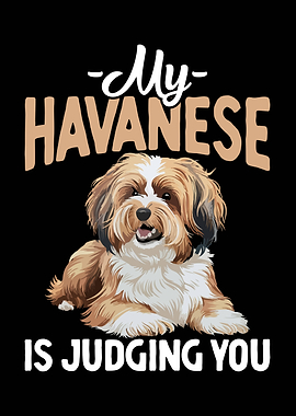 My Havanese is Judging You