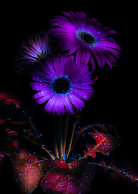 Purple Gerbera Daisies