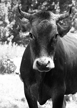 Monochrome Cow Portrait