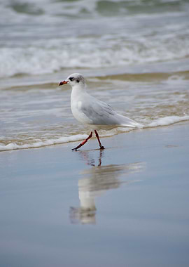 Seagull walking on the beach