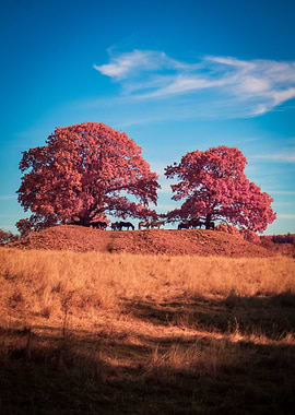 Horses under trees in a field
