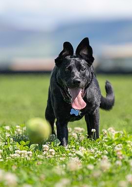 Dog playing in a field