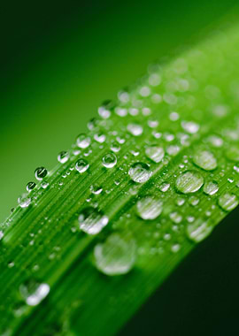 Dew Drops on Green Leaf