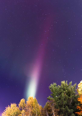 Aurora Borealis over Trees at Night