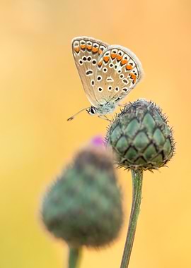 Butterfly on Thistle Bud