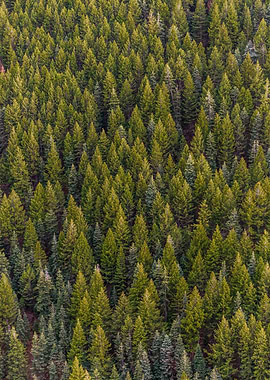 Aerial View of Dense Evergreen Forest