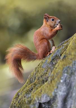 Squirrel eating on mossy rock