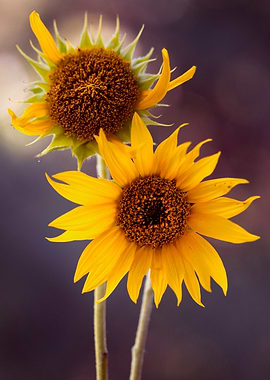 Two Sunflowers on Dark Background