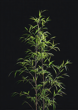 Bamboo plant on black background