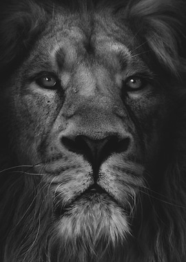 LION LOOK. Lion Portrait in Black and White