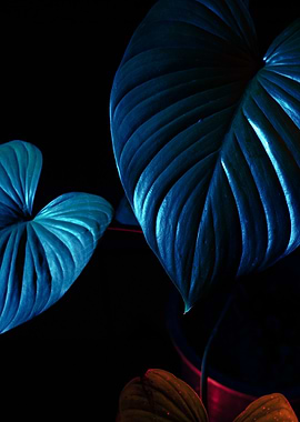 Blue-lit Plant Leaves on Black