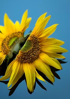 Two Sunflowers on Blue Background