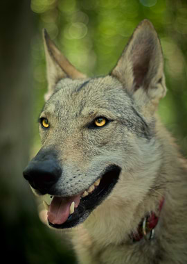 Wolf Portrait with Golden Eyes