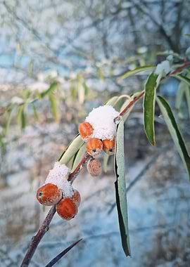 oleaster tree Winter Berries with Snow