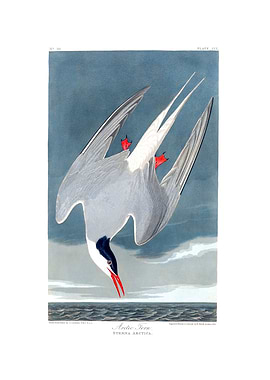 The Birds of America - Arctic Tern