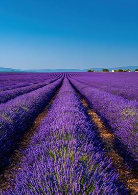 Lavender Field Under Blue Sky
