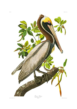 The Birds of America - Brown Pelican