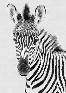 Zebra Portrait Black and White