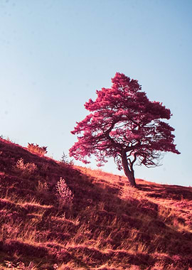 Pink Tree on Hill