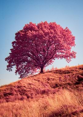 Pink Tree on Hill