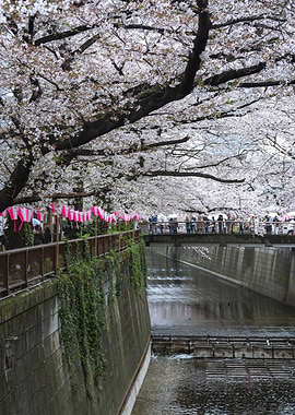 Cherry Blossoms over Meguro River in Japan