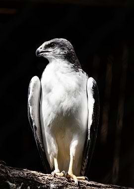 Gray and White Eagle Portrait
