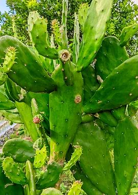Green Prickly Pear Cactus Close-Up
