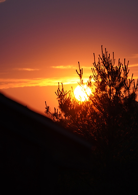 Sunset pine silhouette