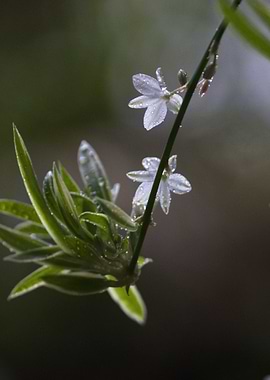 Delicate White Flowers with Dew Drops