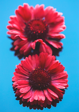 Two Red Flowers on Blue Background