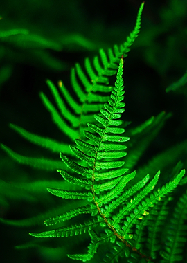 Lush Green Fern Fronds