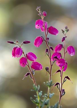 Blooming Pink Heather Flowers