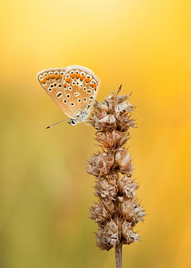 Butterfly on Dried Flower