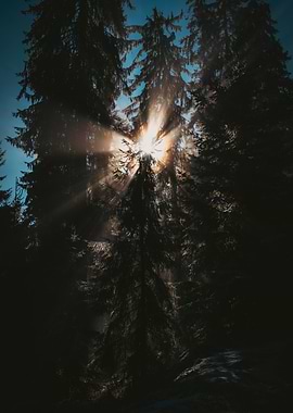 Sunlit Forest Canopy