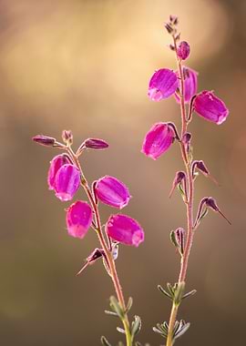 Pink Heather Flowers Close-Up