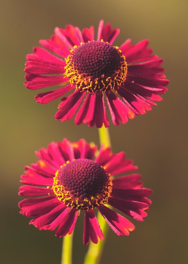 Two Red Helenium Flowers Close-Up