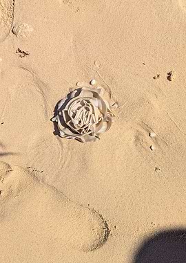 Rose on the Beach Sand