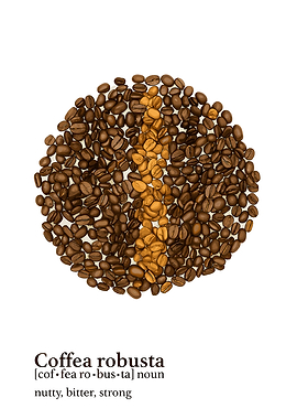 Coffea Robusta