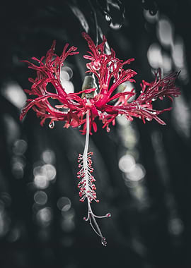 Red Hibiscus Flower with Water Droplets