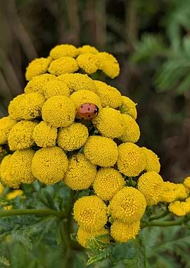 Ladybug on Yellow Tansy Flowers