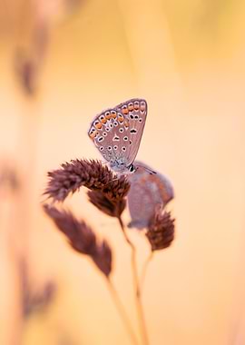 Butterfly on a flower
