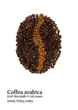 Coffea Arabica